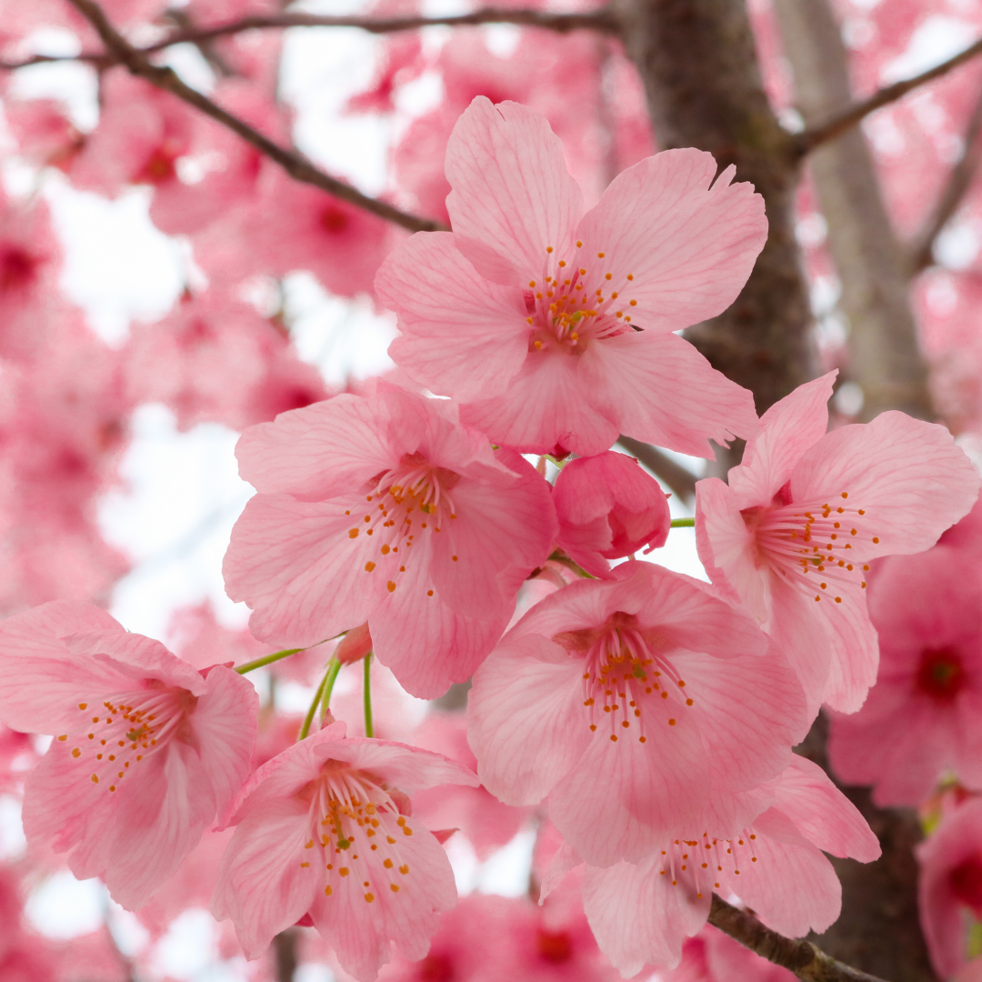 Gulbahar - Body Mist 75ml - Jugnu Fragrances