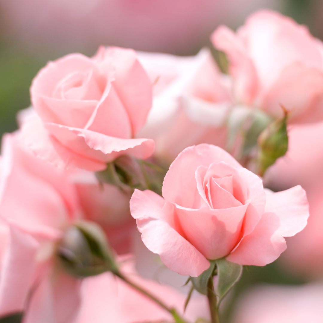 Ishq - Body Mist 75ml - Jugnu Fragrances